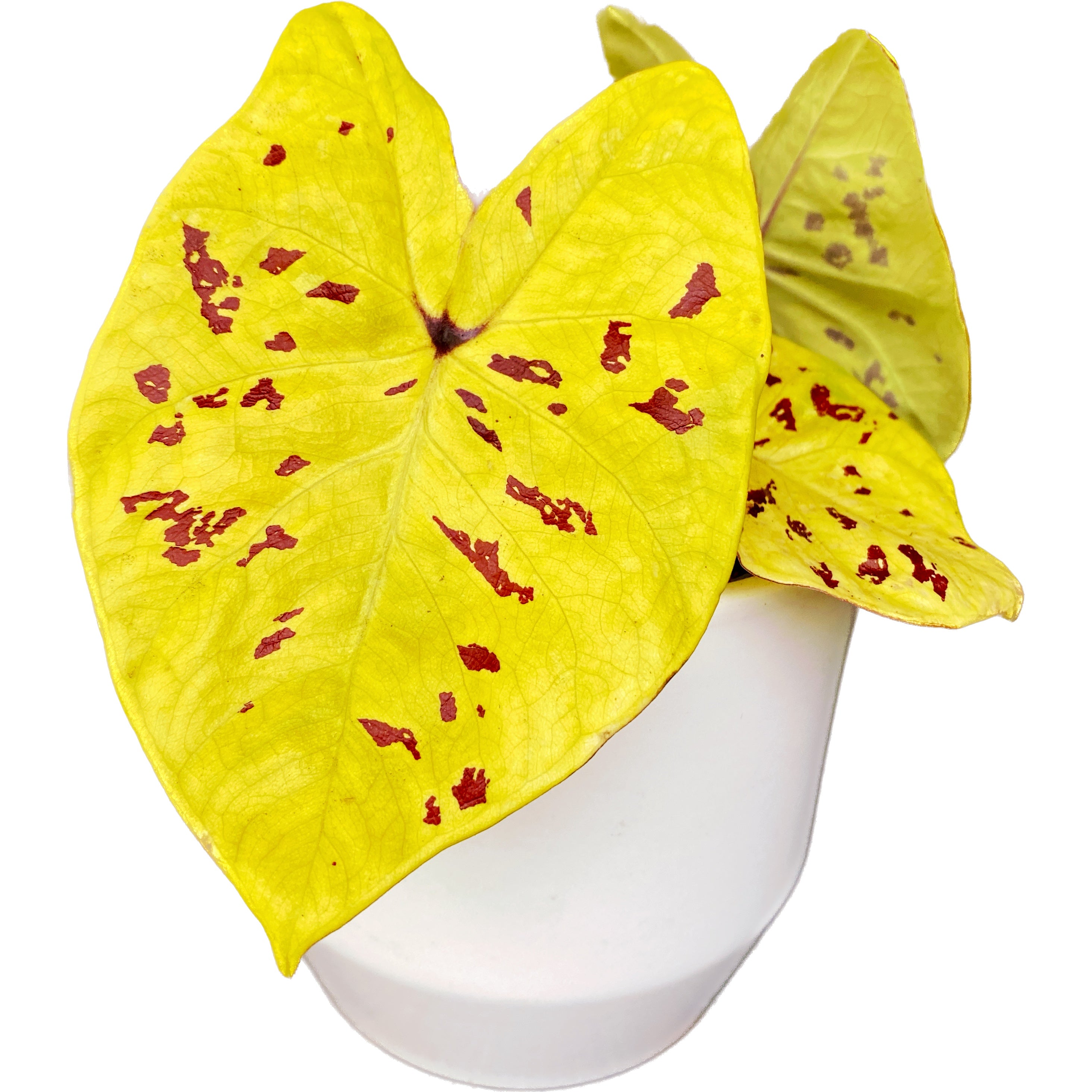 Caladium 'Yellow Leopard'