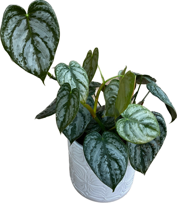 Philodendron brandtianum (Silver Leaf Philodendron) full pots