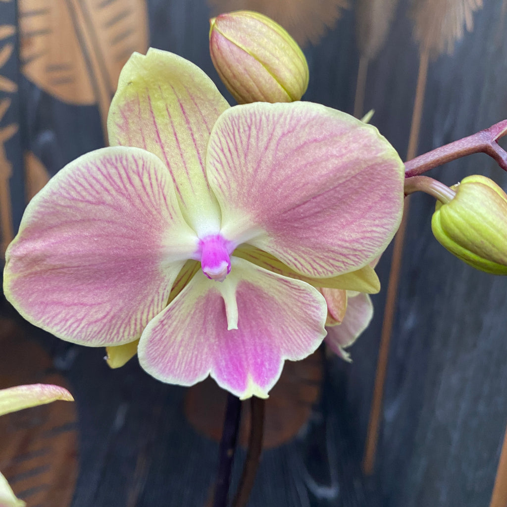 Phalaenopsis 'Limited #21' grande labbro