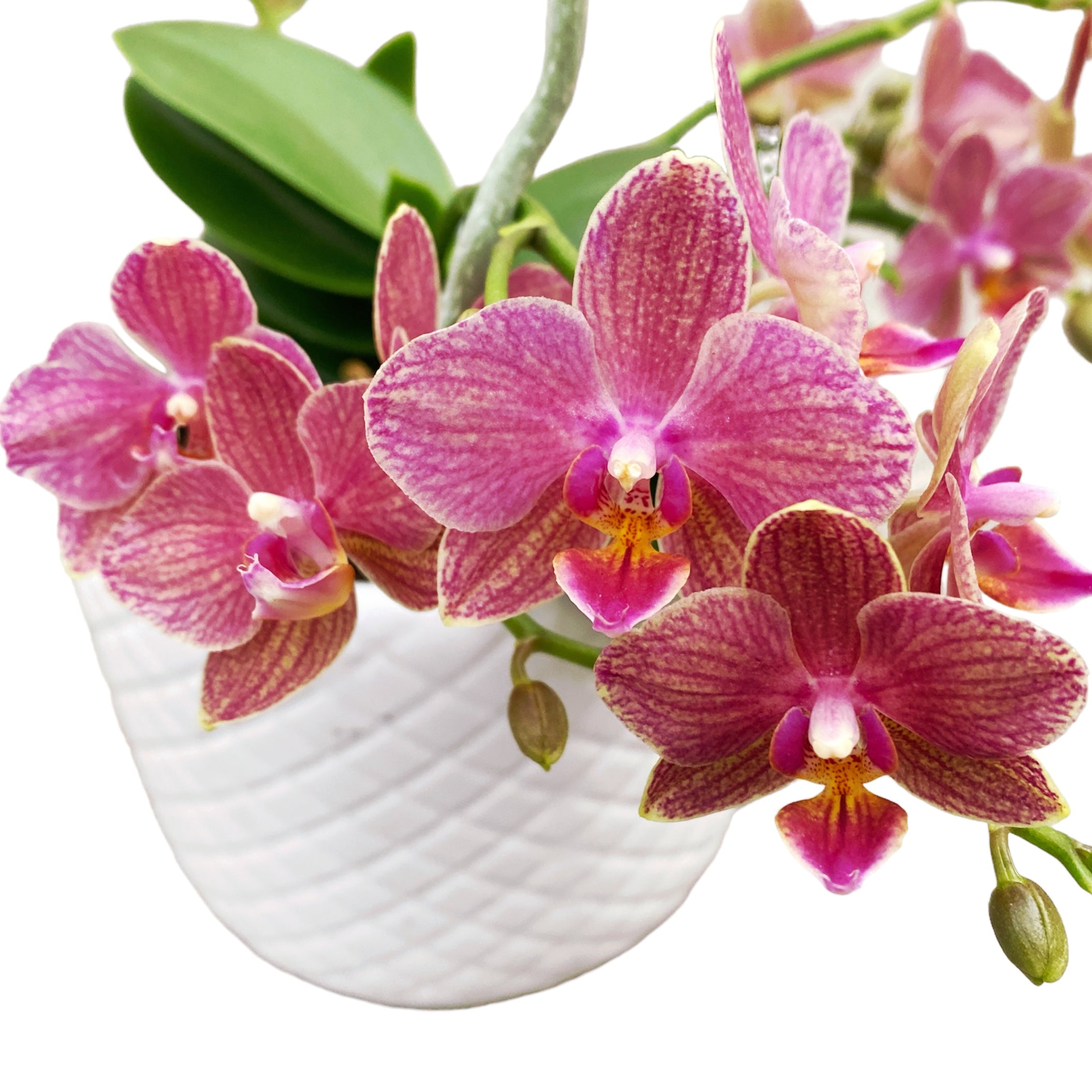 Phalaenopsis multiflora Orange