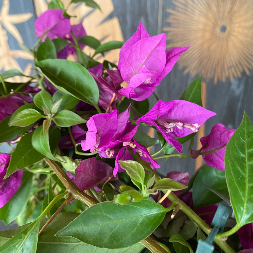 Bougainvillea ‘Purple’ - purple paper flower