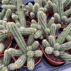 Chamaecereus silvestrii