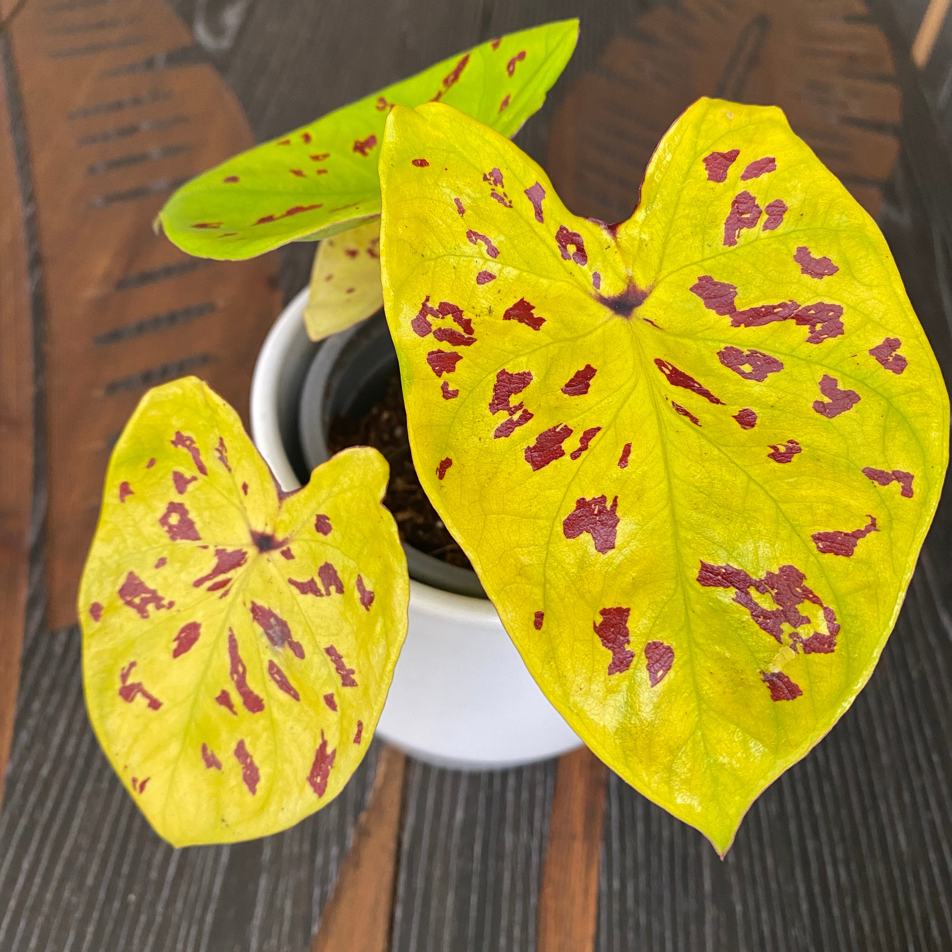 Caladium 'Yellow Leopard'