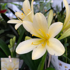 Clivia miniata var. citrina 'Yellow Star'