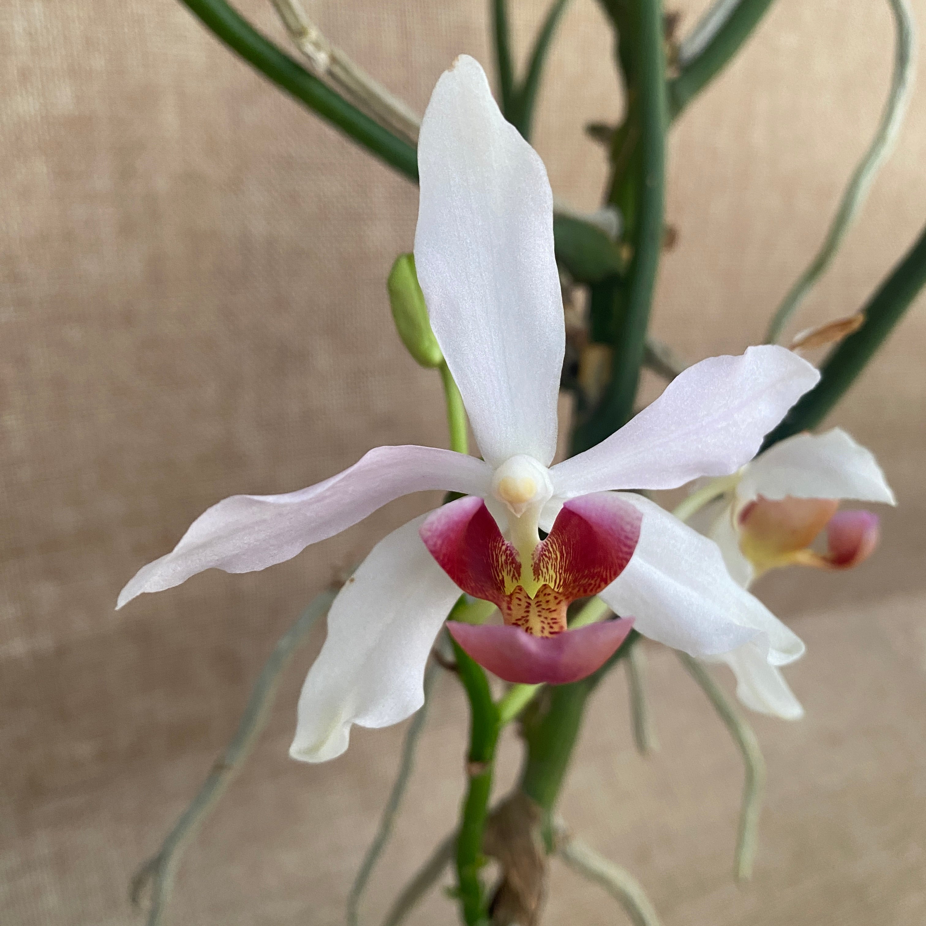 Paraphalanthe Frida (Pplt. De La Salle × Pps. laycockii) - duftende Blumen