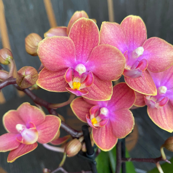 Phalaenopsis Dusty Belle D12 parfumata