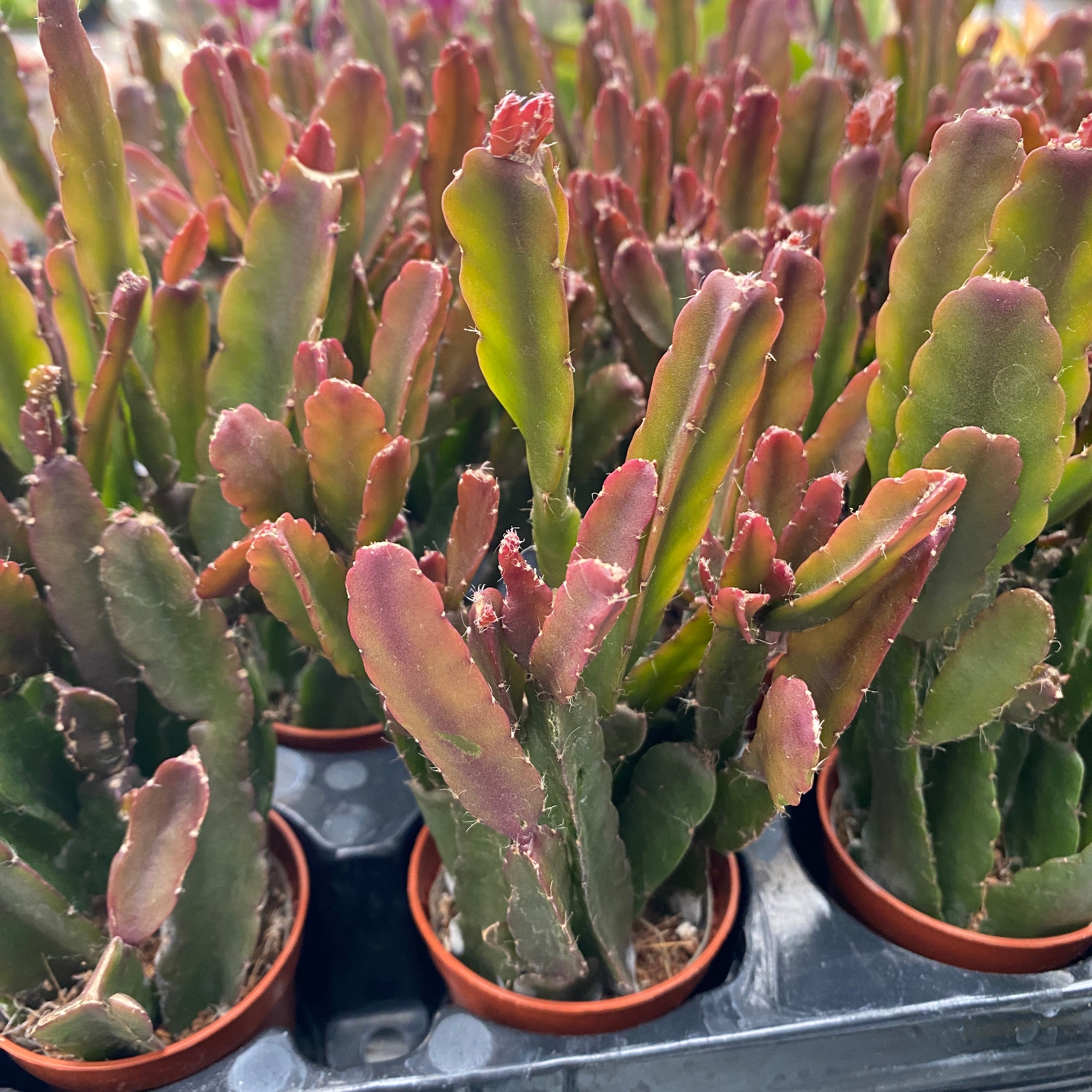 Rhipsalis Agudoensis (babyplant)