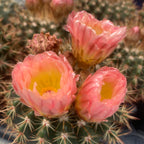 Notocactus x subluteus (submammulosus x roseoluteus)