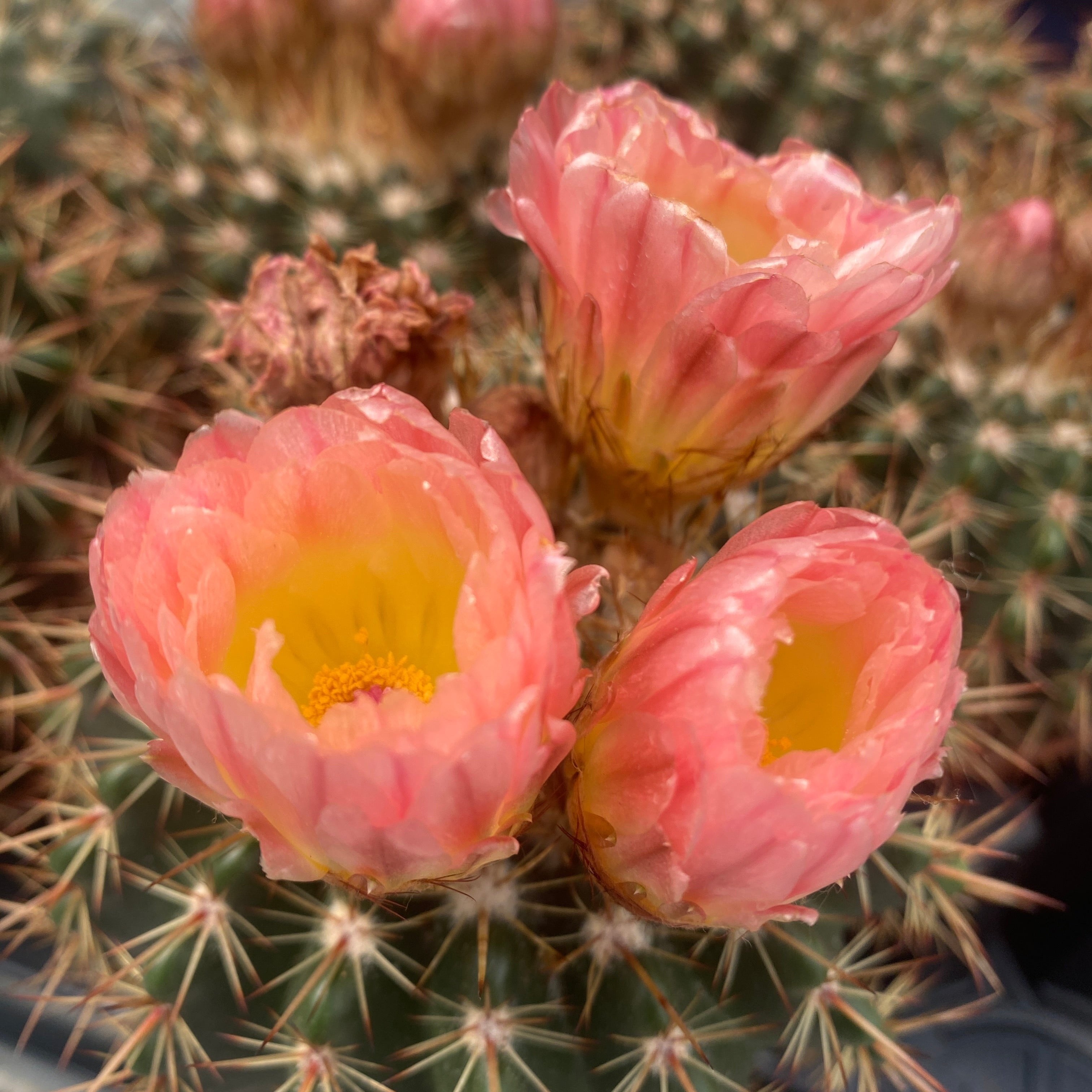 Notocactus x subluteus (submammulosus x roseoluteus)