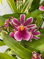 Goodaleara Tahitien hybride * parfumée