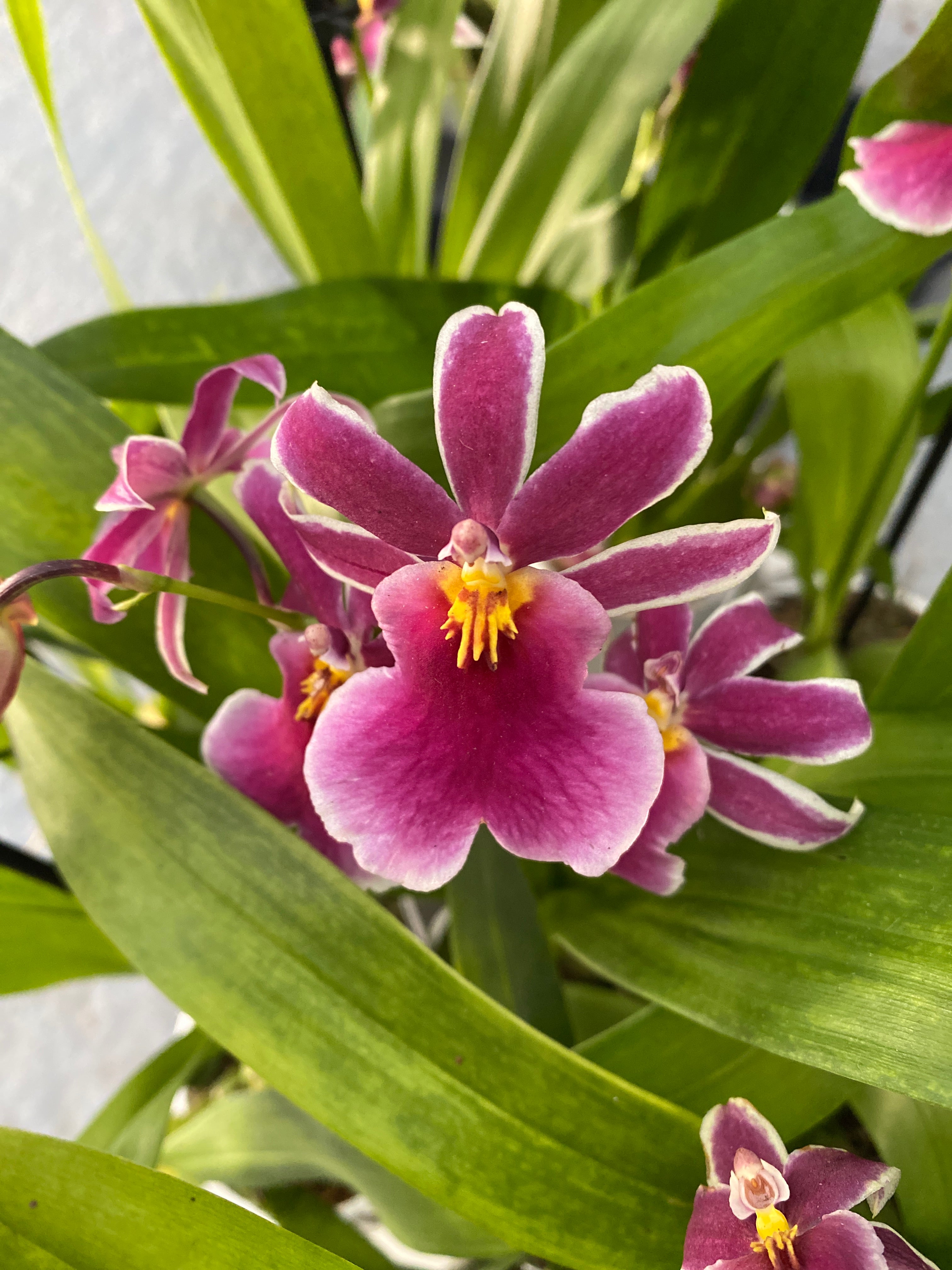 Goodaleara Tahitian Hybrid * duftend