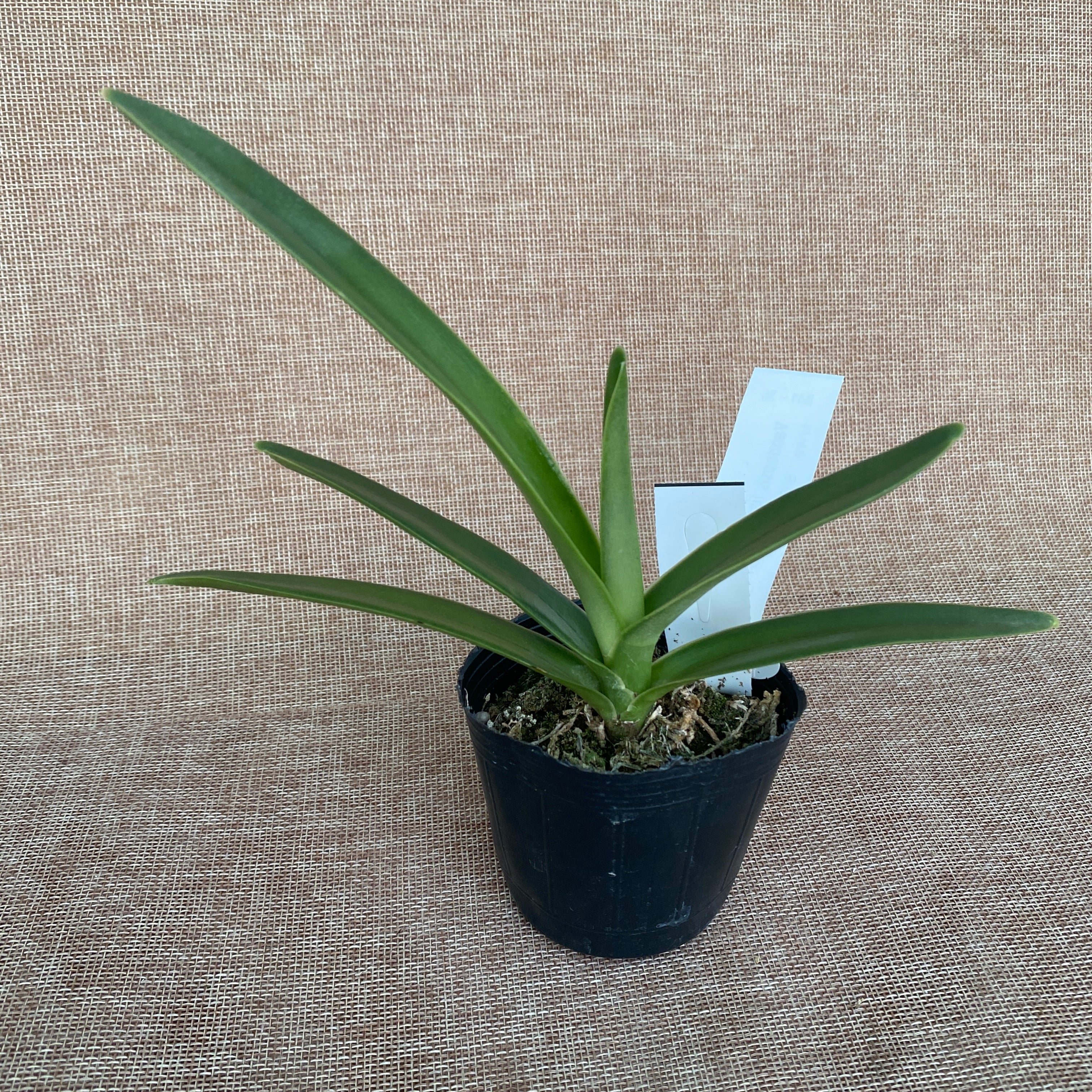 Vandopsis lissochiloides var. alba *fragrant