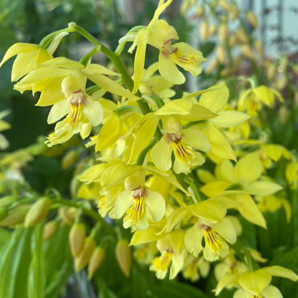 Calanthe 'Yellow' (garden orchid) *fragrant