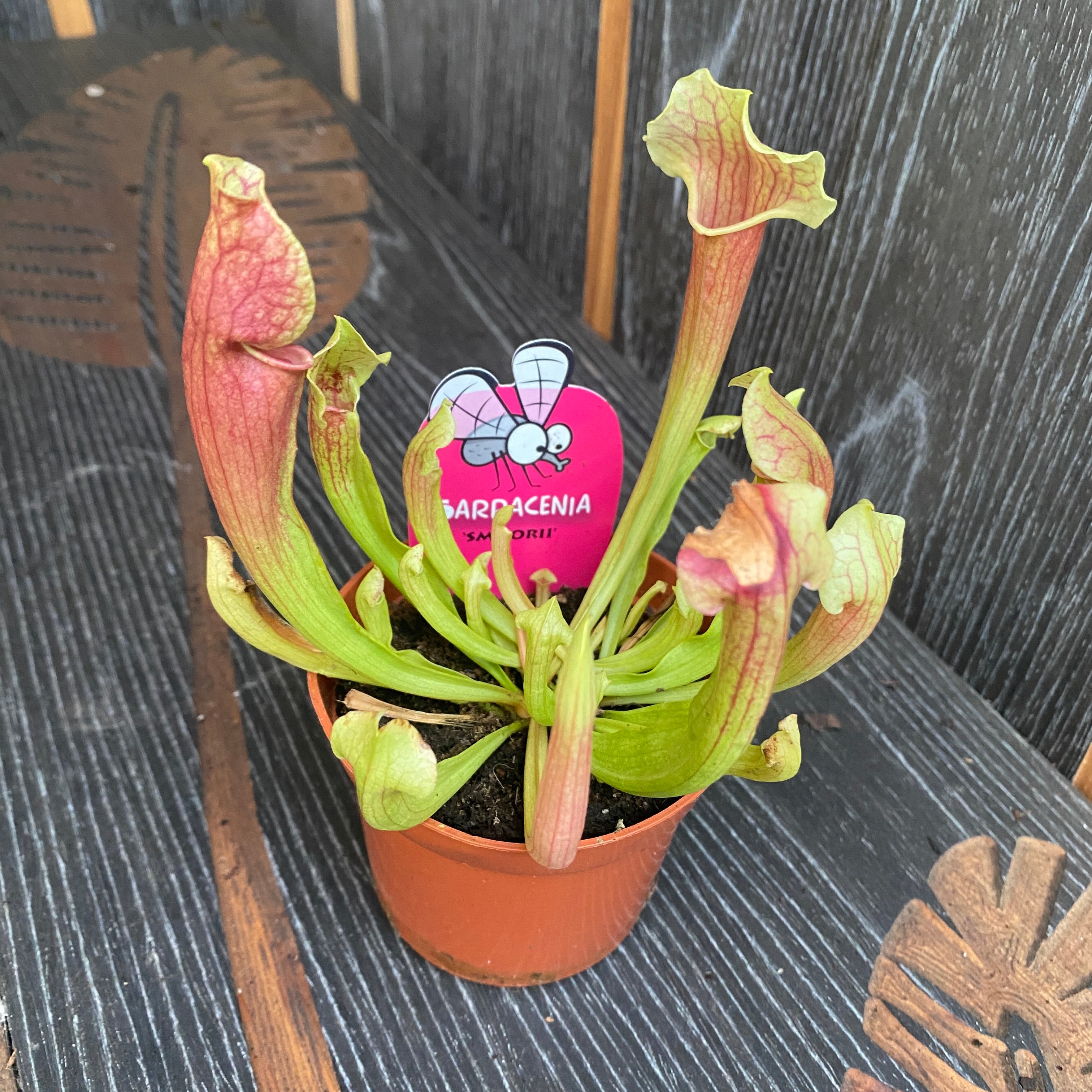 Sarracenia Smoorii - Planta Ulcior