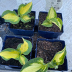 Hosta 'Colored Hulk' (Plantain Lily 'Colored Hulk') - crin de toamna