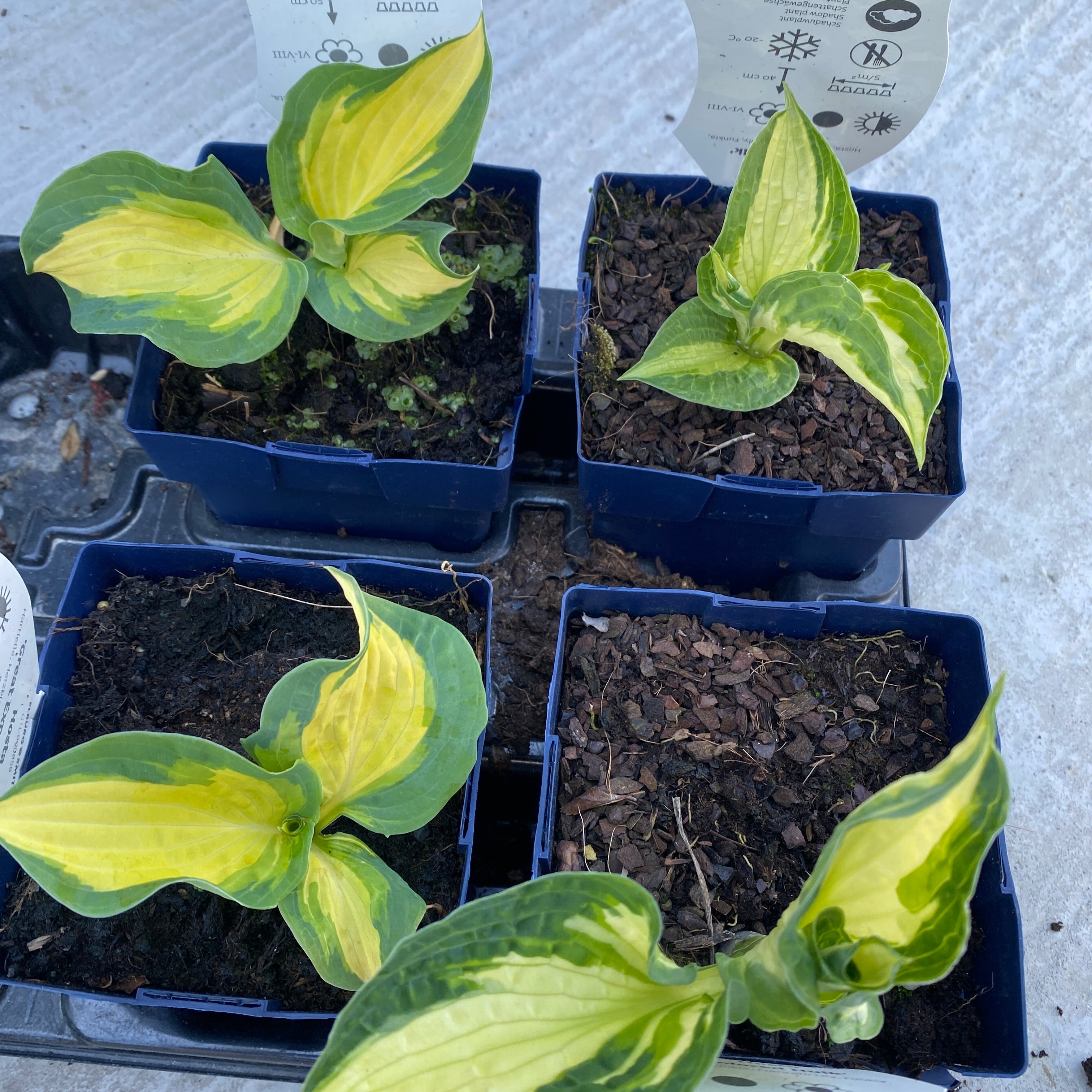 Hosta 'Colored Hulk' (Plantain Lily 'Colored Hulk') - crin de toamna