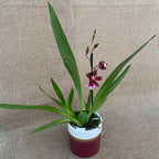 Burrageara Lazio D9 - pachnąca