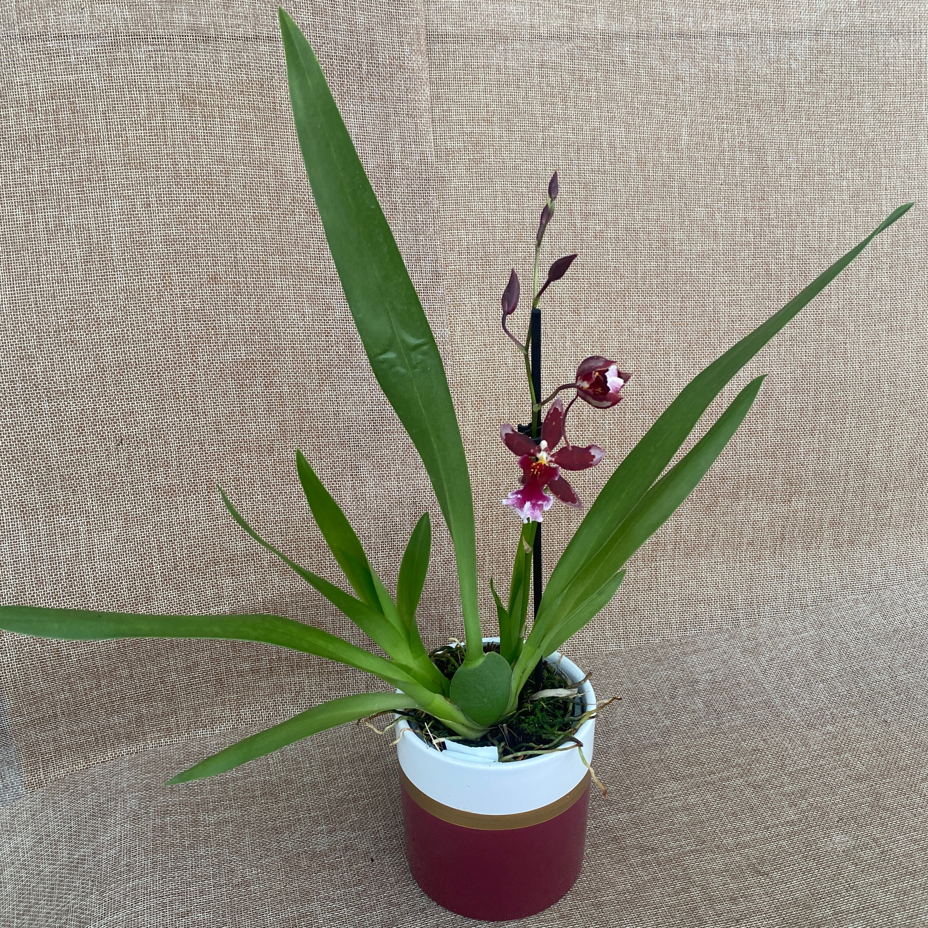 Burrageara Lazio D9 -  parfumata