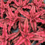 Cryptanthus ‘Red Star’