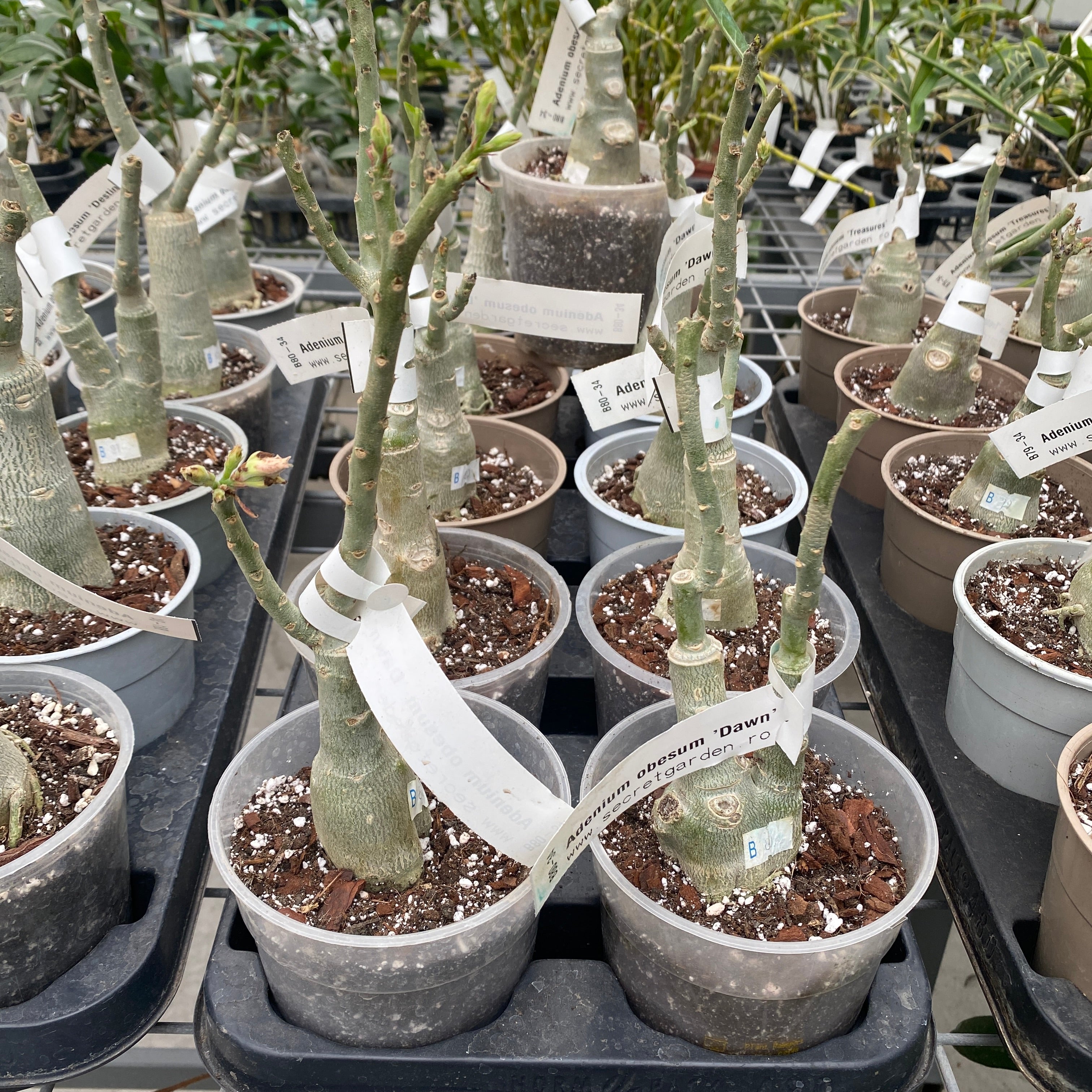 Adenium obesum 'Dawn'