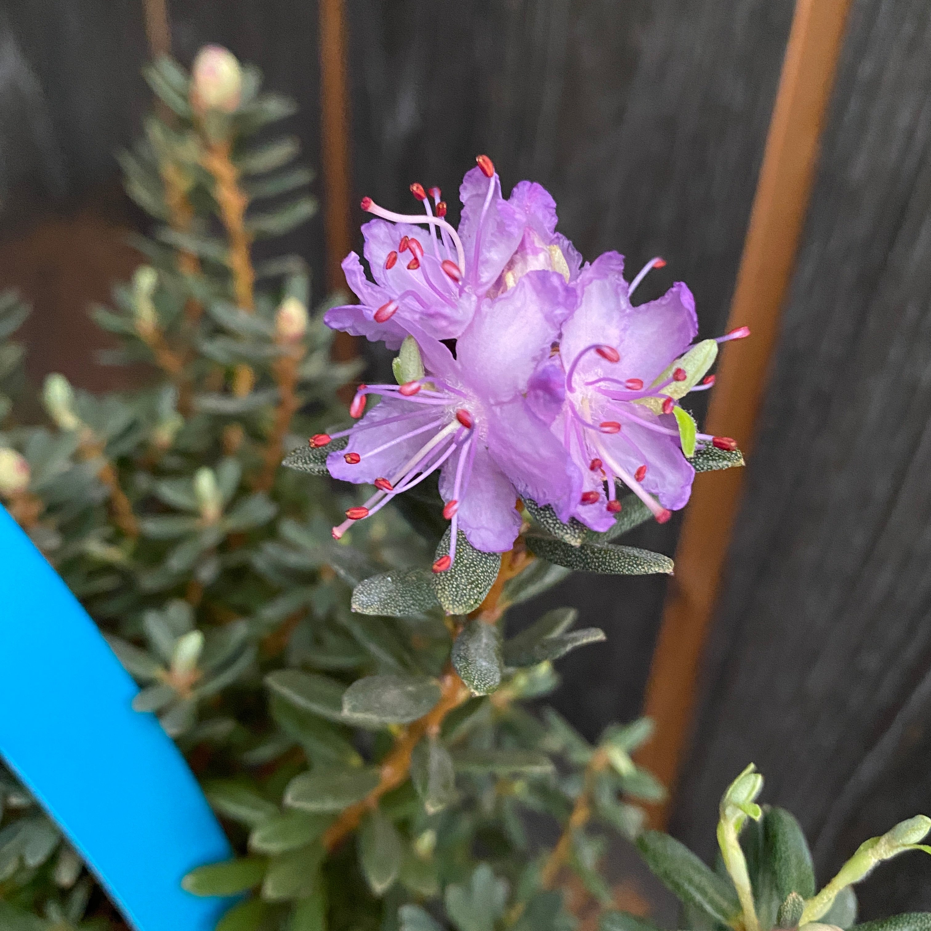 Rhododendron impeditum - zahradní azalka