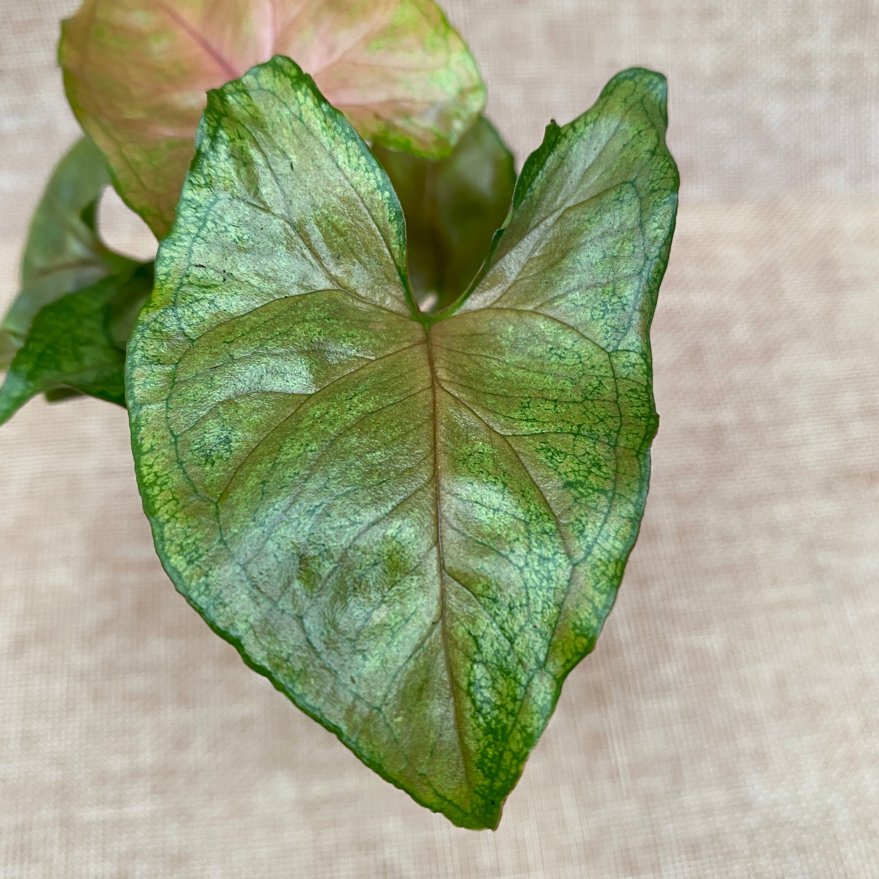 Syngonium podophyllum 'Berry Allusion' (babyplant)