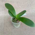 Phalaenopsis (Zuma Pixie × Taida Pearl) 'ES-1'