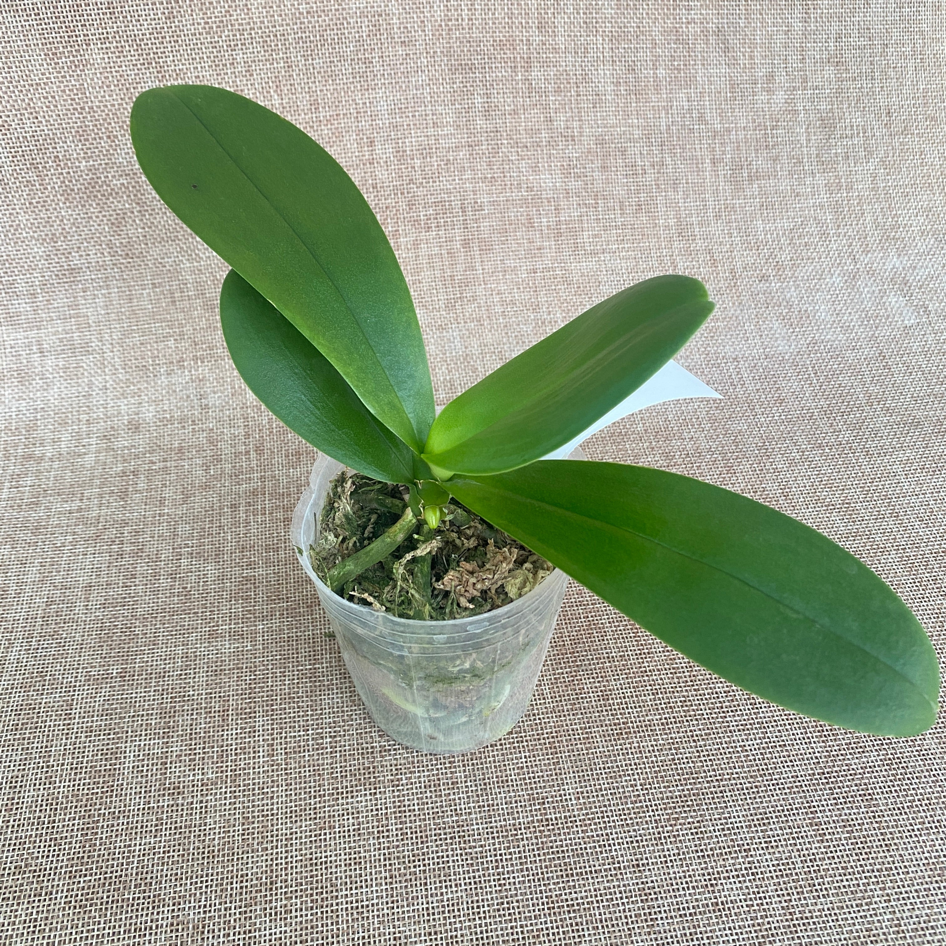 Phalaenopsis (Zuma Pixie × Taida Pearl) 'ES-1'