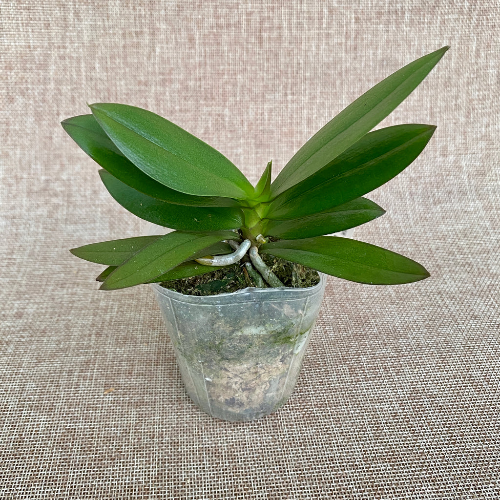 Phalaenopsis (Yaphon Perfume × Brother Sala Gold) 'Yaphon ES-1'