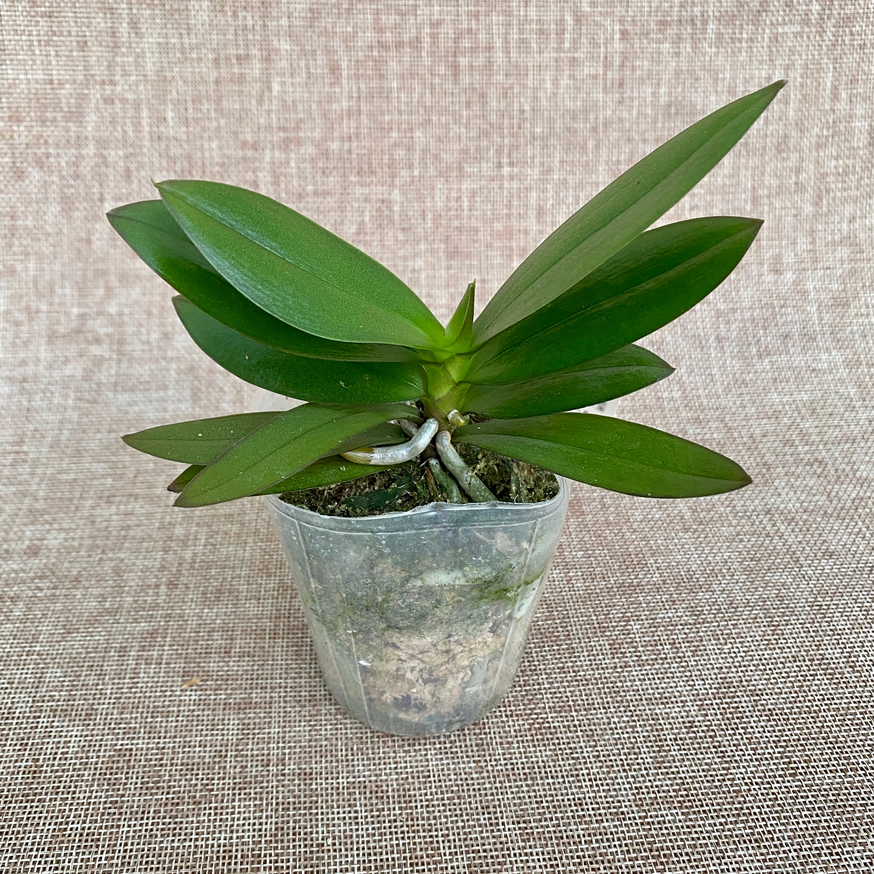 Phalaenopsis (Yaphon Perfume × Brother Sala Gold) 'Yaphon ES-1'