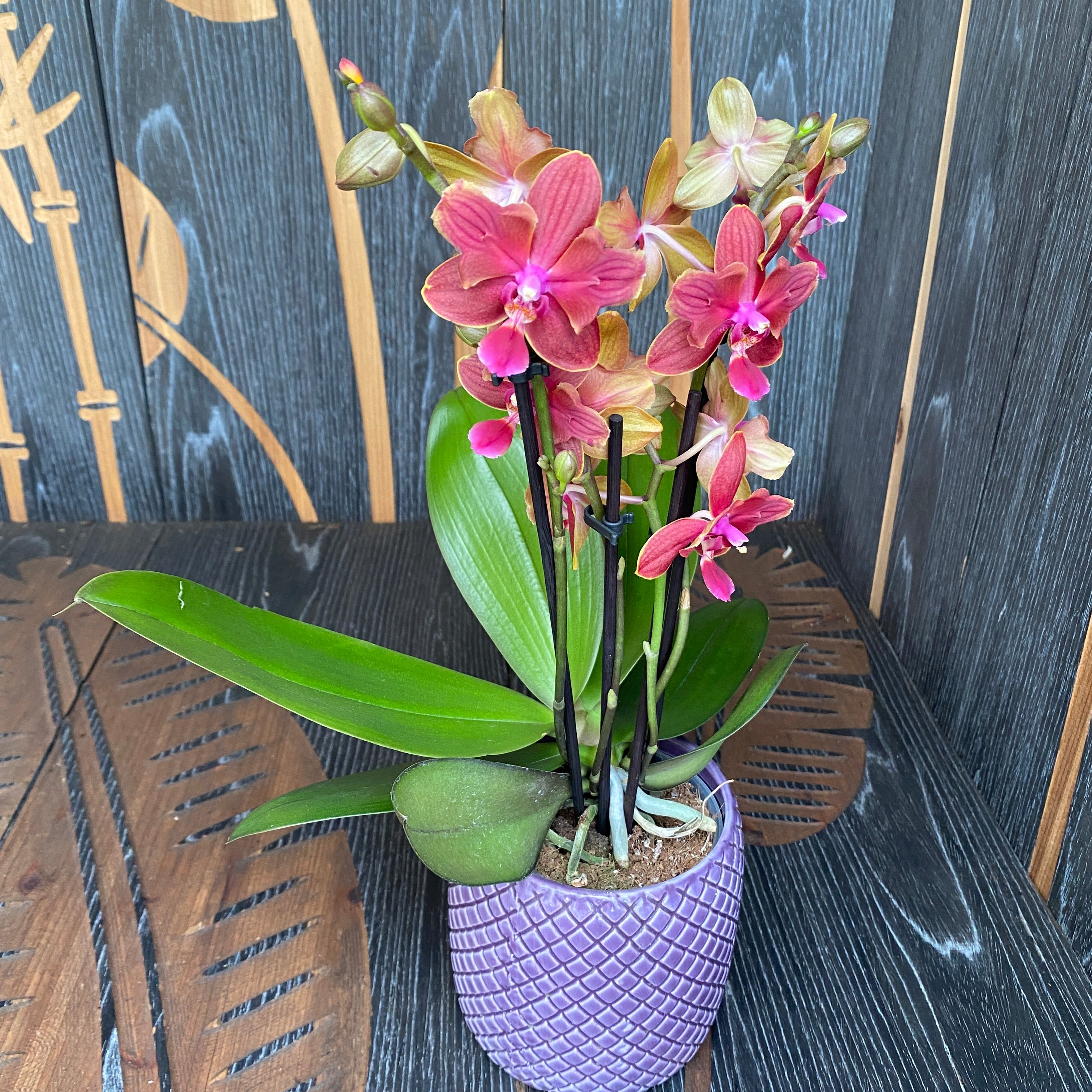 Phalaenopsis Orange pelorica (Schmetterling) *duftend