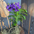 Vanda Tweed Blue XXL 4p (Ansu) - TWEED11