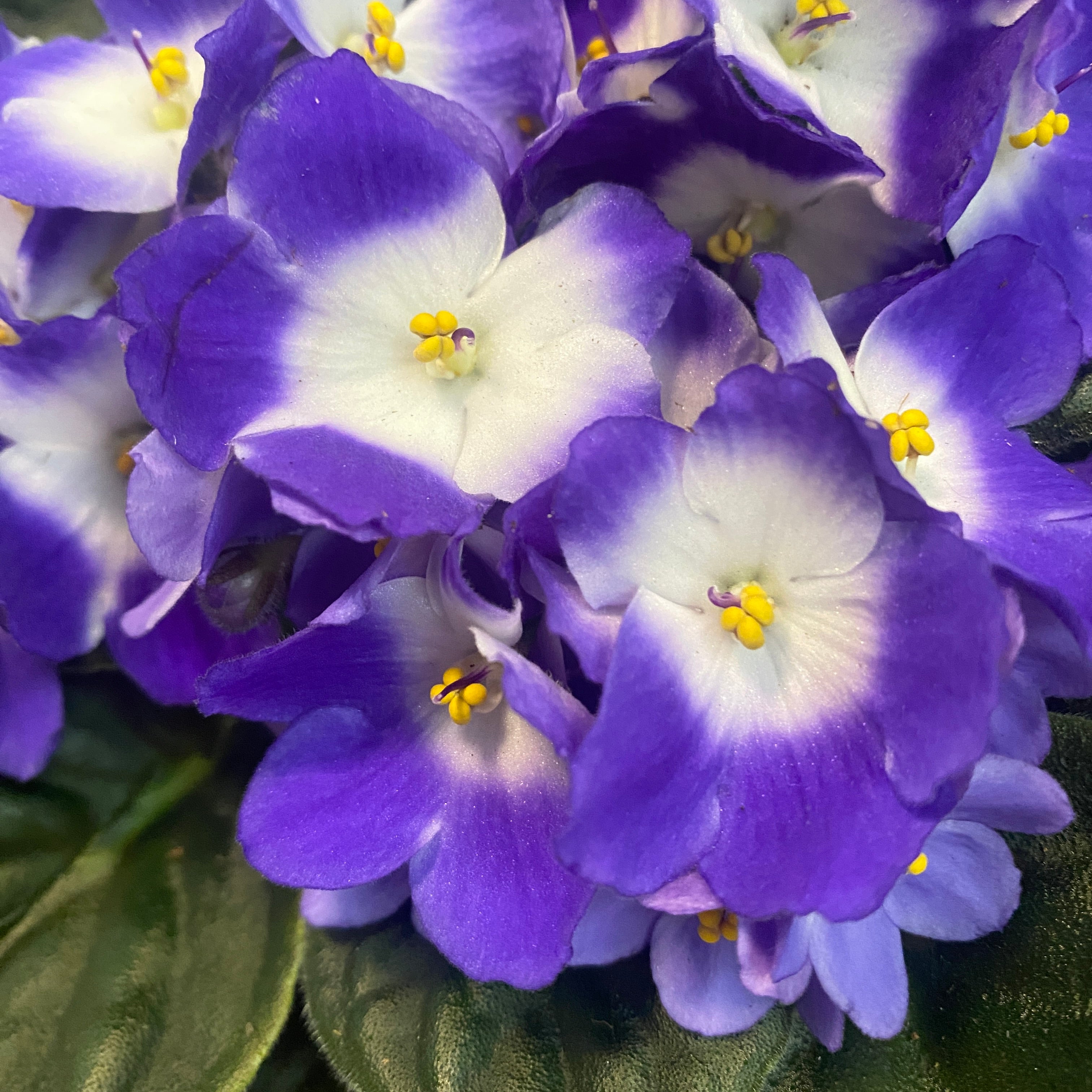 Saintpaulia Voila Blue - violete bicolore