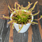 Drosera mix - Hemelroosje