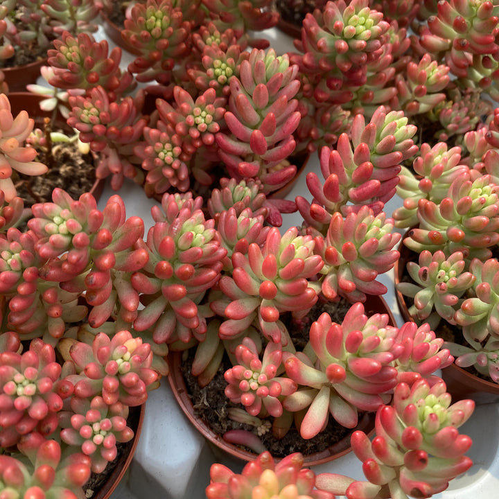 Sedum rubrotinctum 'Aurora' (Pink Jelly Bean)