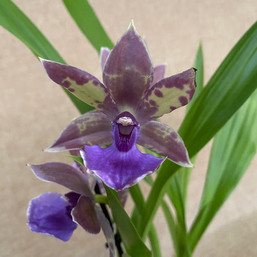 Zygonisia Rhein Blue Angel * ароматен