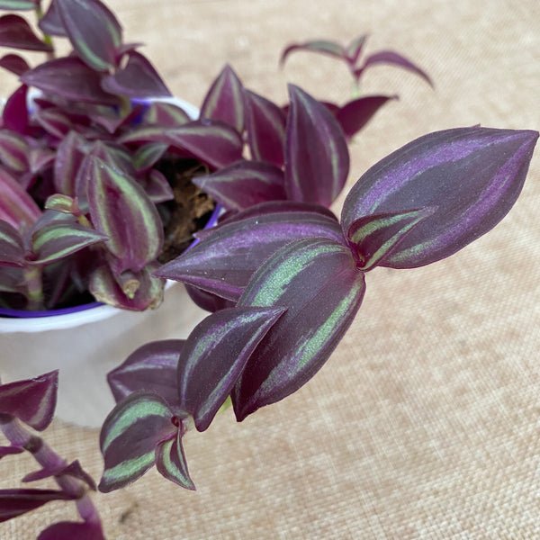 Tradescantia zebrina Purple Passion - 3 plante/ghiveci