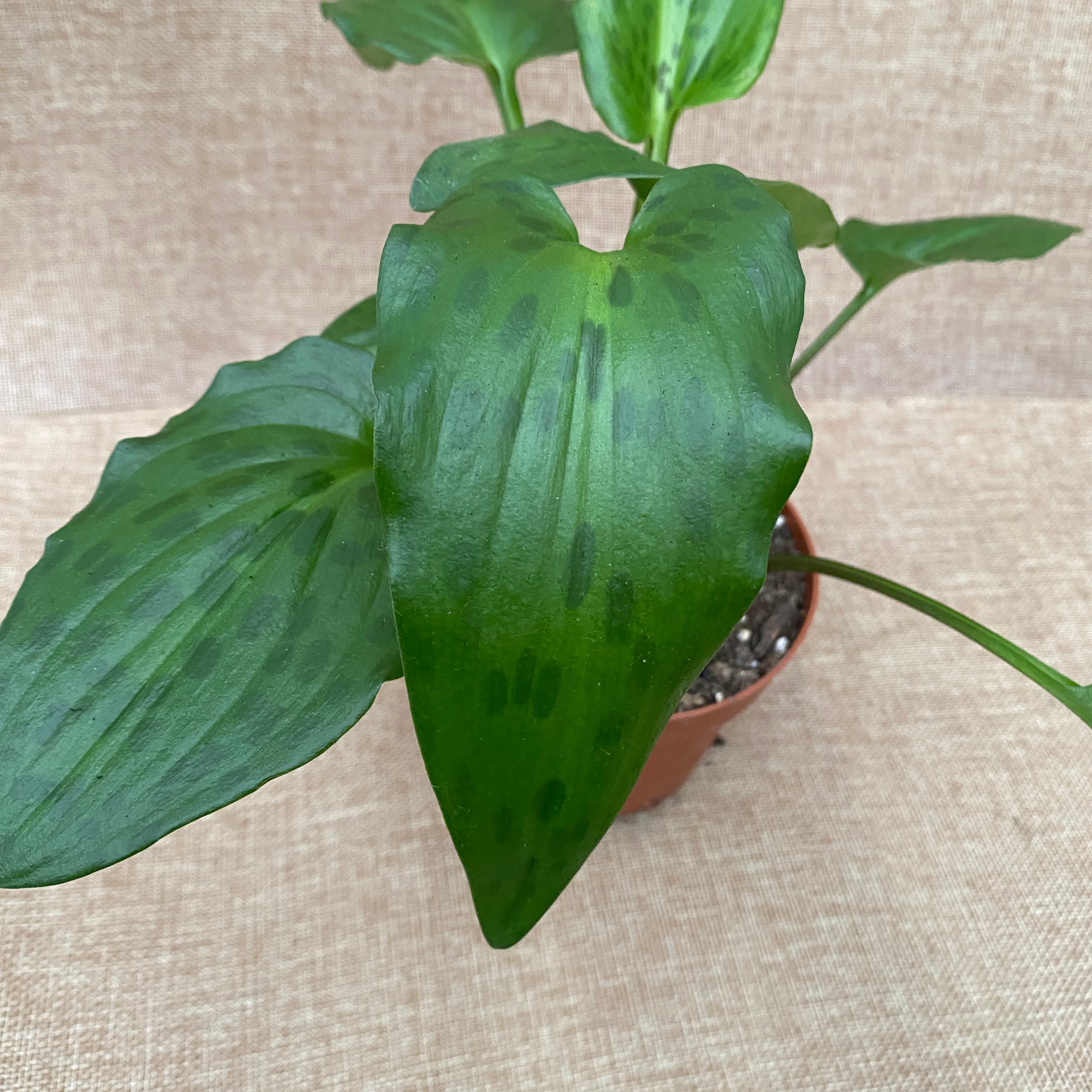 Drimiopsis maculata (Leopard Plant)