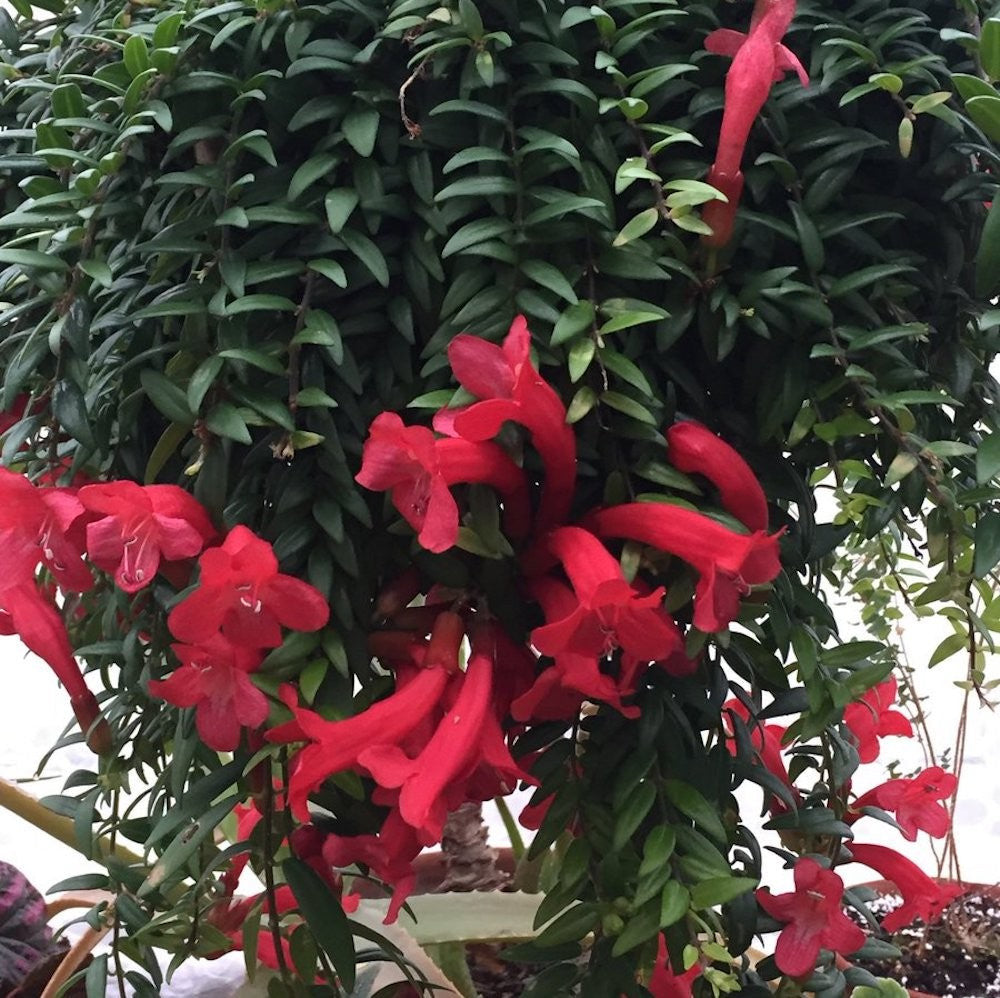 Aeschynanthus 'Japhrolepis' (Lipstick plant) 2-3 plante/ghiveci