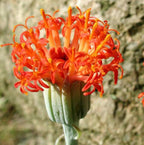 Senecio stapeliiformis (Pickle Plant) – planta suculenta sculpturala