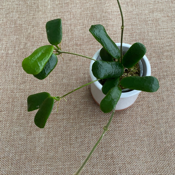 Hoya rotundiflora