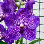 Vanda NITAYA Vioblue (Ansu) - grandes fleurs