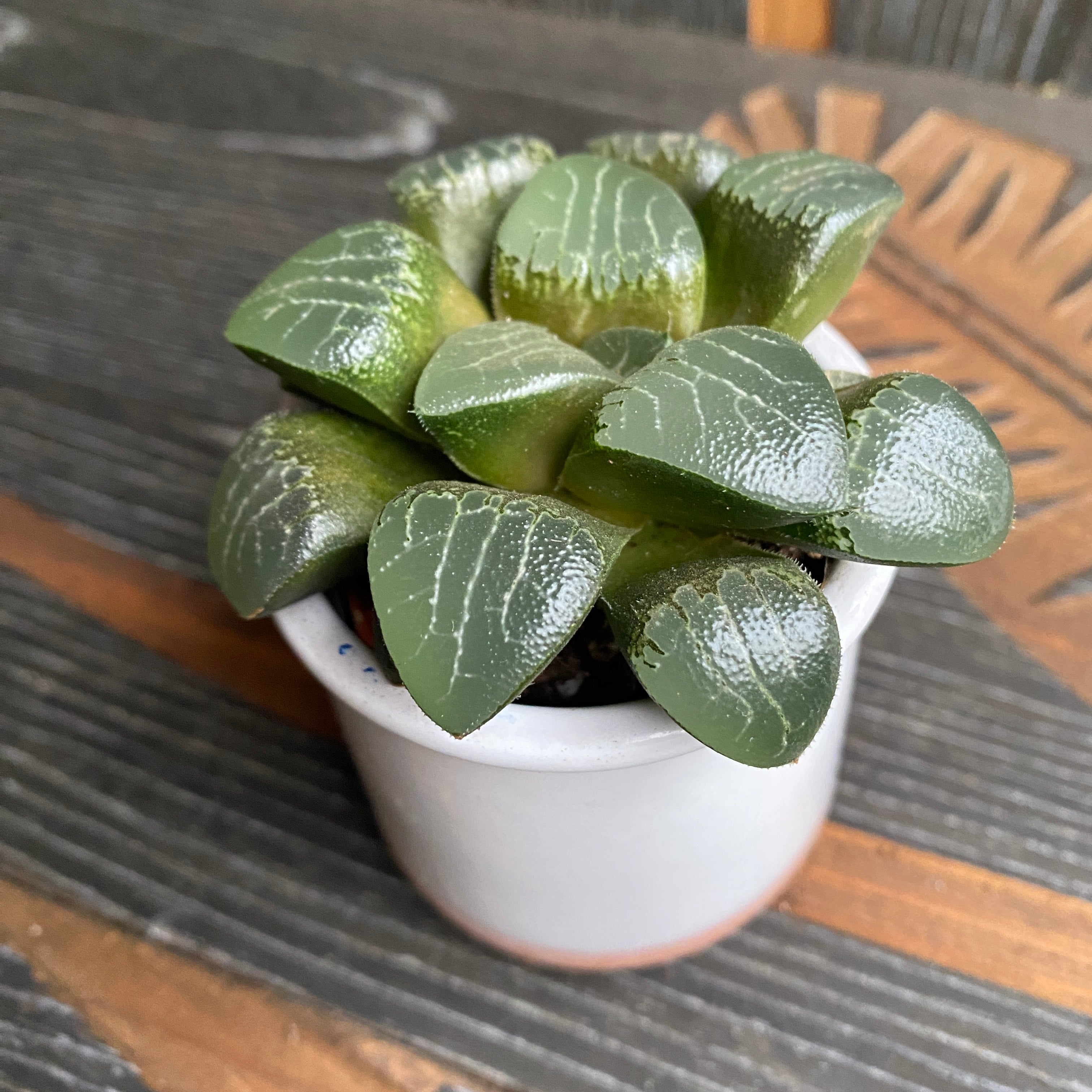 Haworthia emelyae var. comptoniana