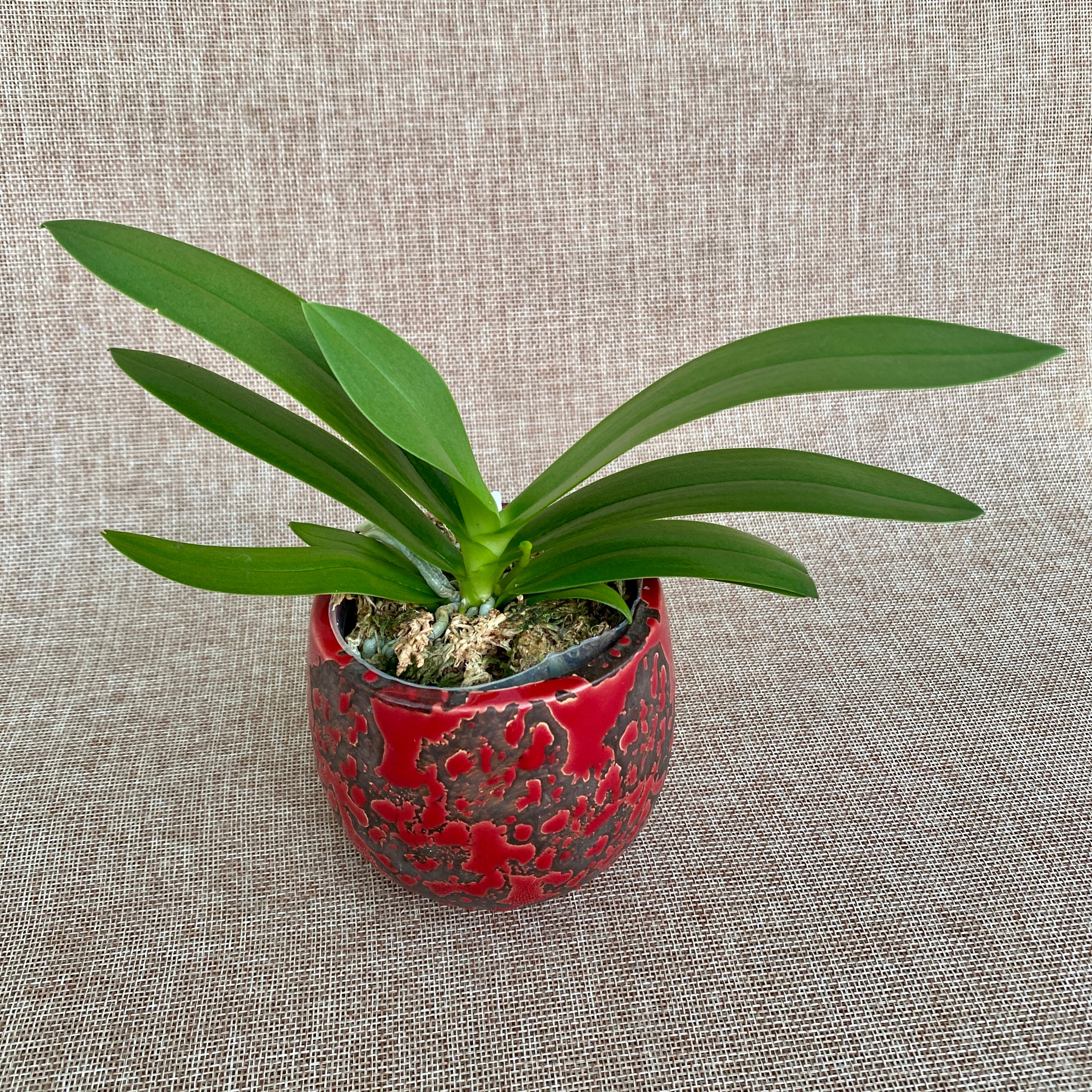 Phalaenopsis Kenneth Schubert '78' - pelorika, dišeča