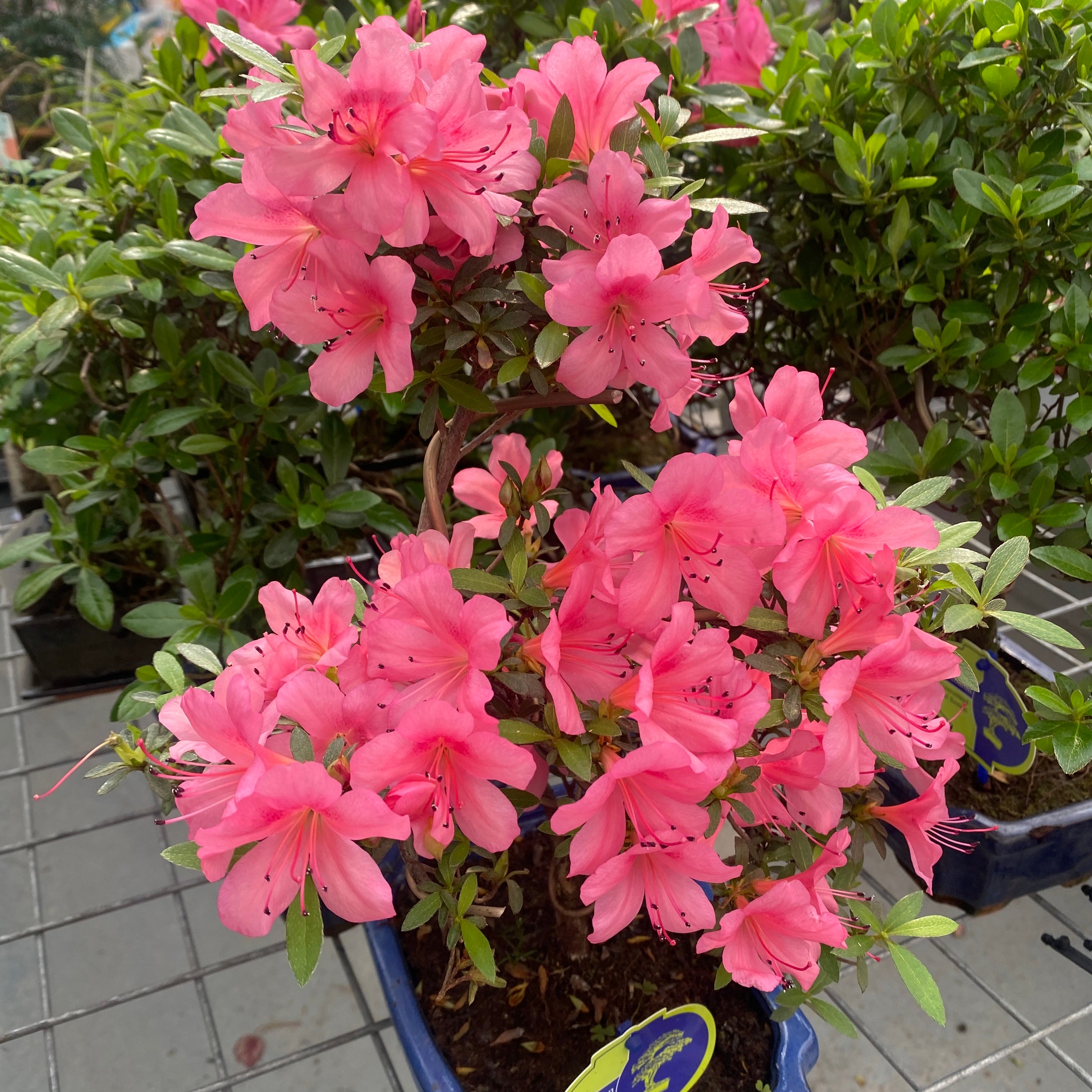 Bonsai Azalea Japonica (Rhododendron)