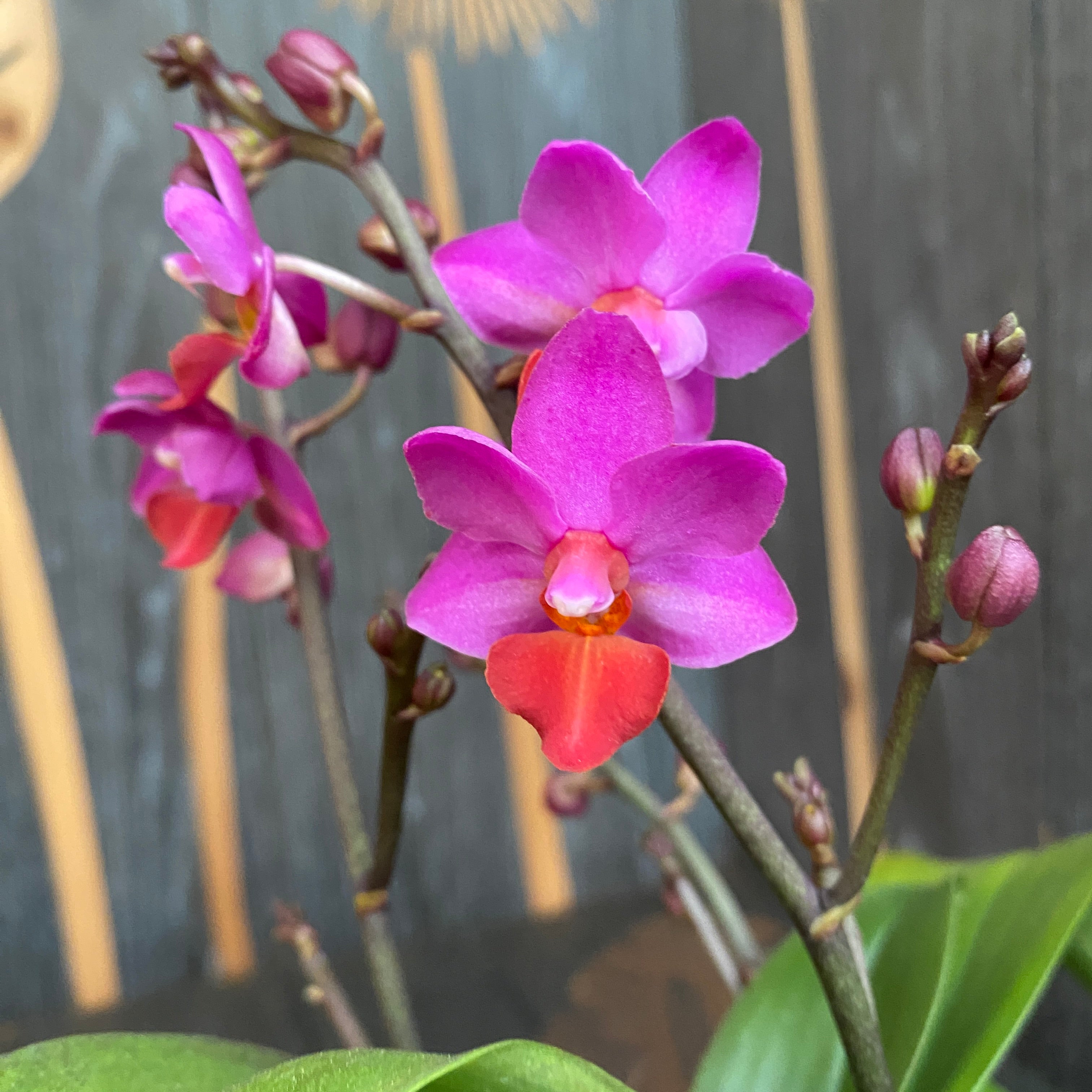 Phalaenopsis Liu's Triprince 'Pink' mirisni