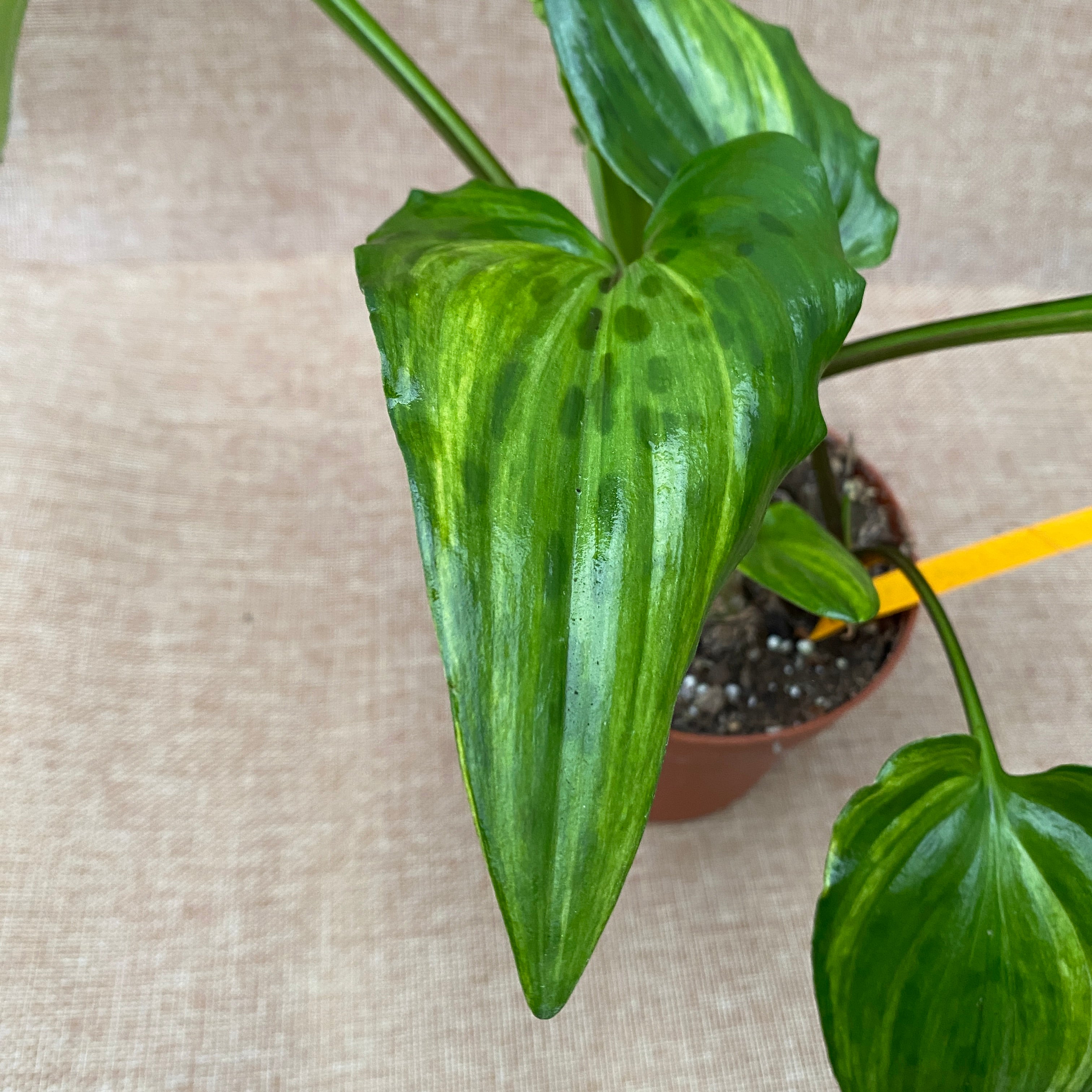 Drimiopsis maculata 'Variegata' (Leopard Plant)