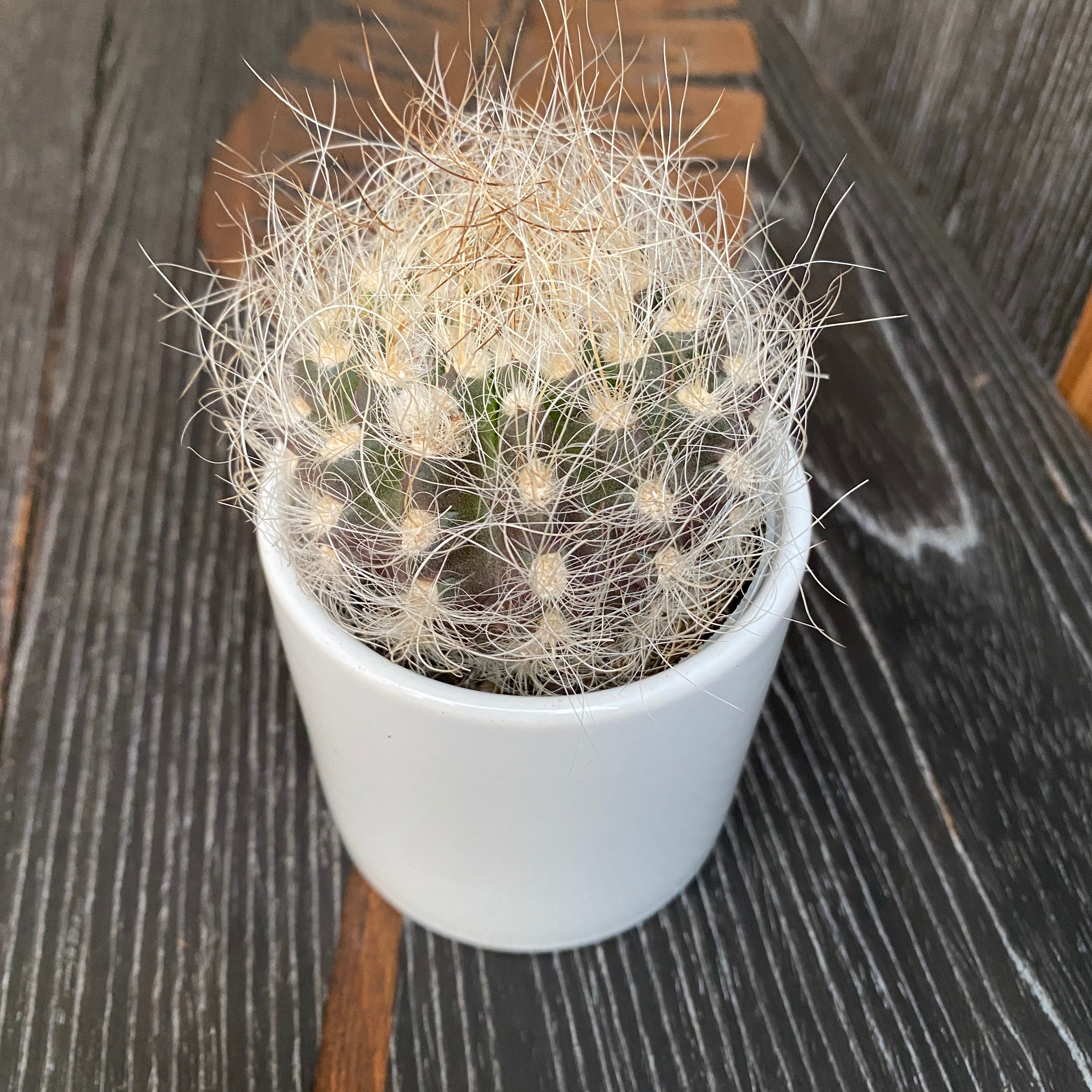 Neoporteria villosa (Eriosyce villosa)