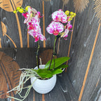 Phalaenopsis 'Limited #16'