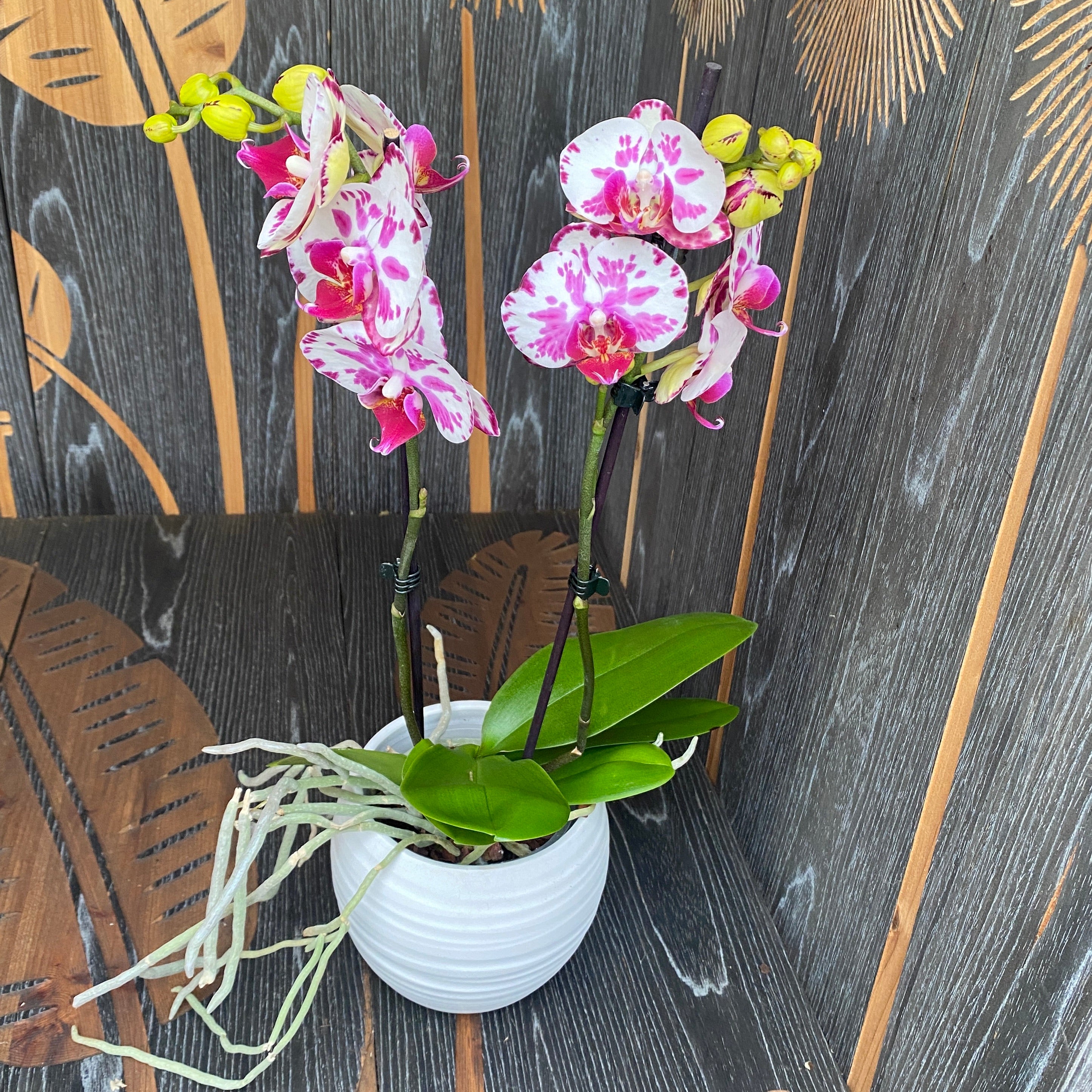 Phalaenopsis 'Limited #16'